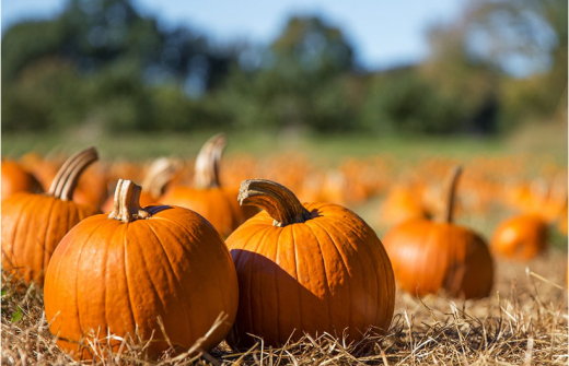 How to plan a spooky night in…